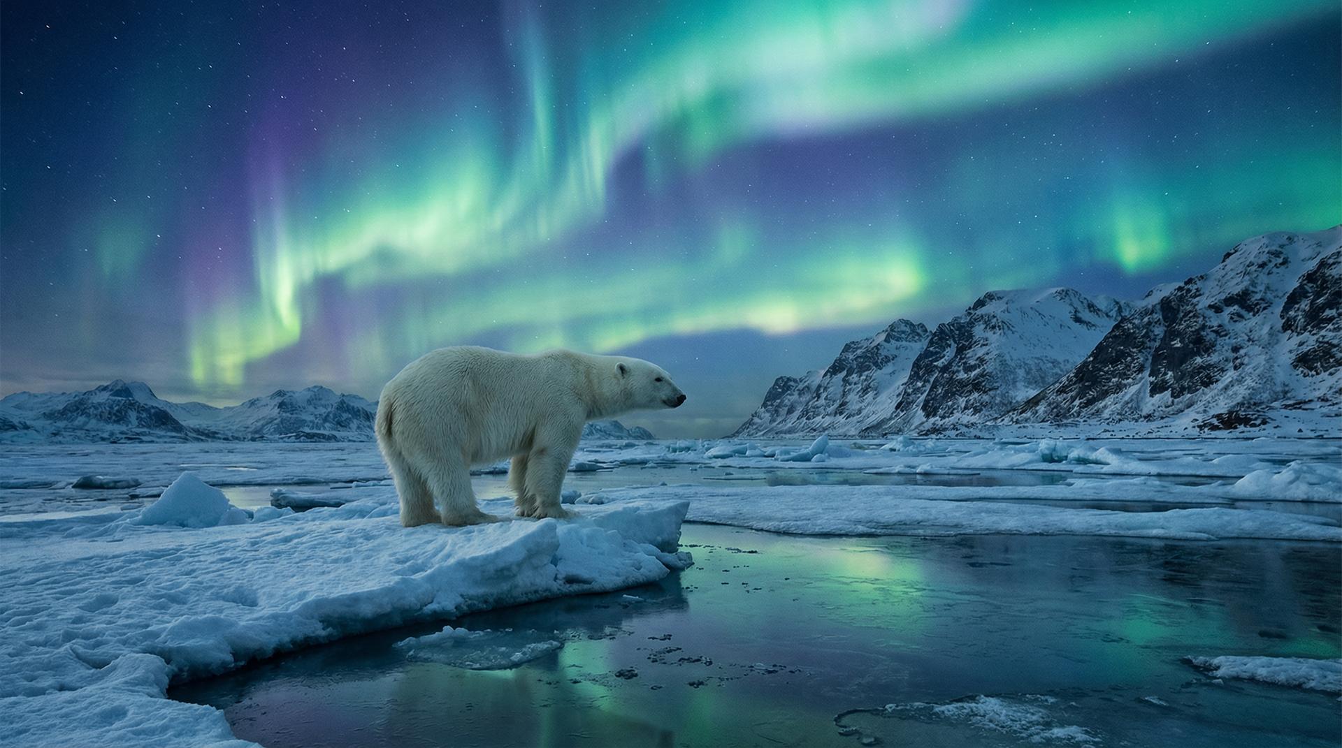 国产北极熊视频